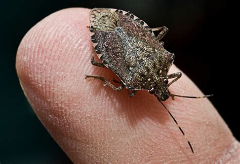 Stink bugs are plentiful in Mid-Atlantic states, and they’re ready to ...