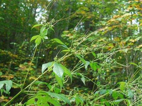 Ragweed | Identify that Plant