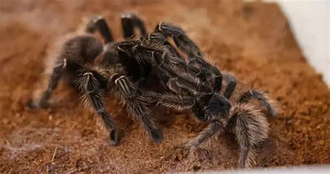 Tarantula Lifespan: How Long Do Tarantulas Live? (10 Examples) | Beyond ...