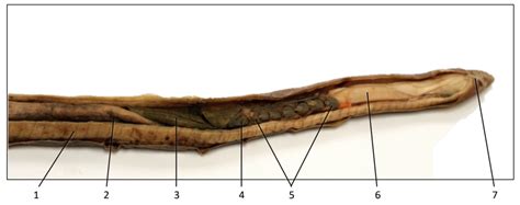 Hagfish internal anatomy Diagram | Quizlet