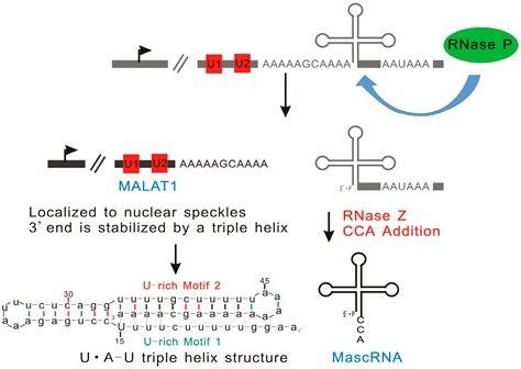 Understanding the Functions of Long Non-Coding RNAs through Their Higher-Order Structures ...