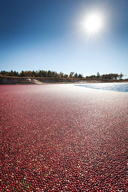 Best Cranberry Field Stock Photos, Pictures & Royalty-Free Images - iStock