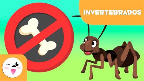 Animales invertebrados para niños - Introducción - YouTube