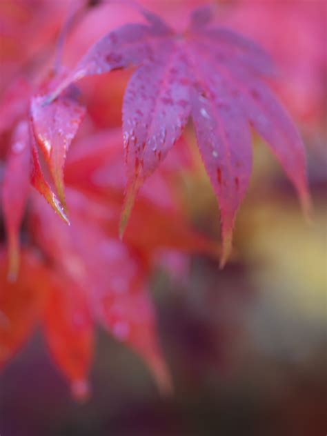 Maple Leaves | Red maple tree leaves at Winkworth Arboretum … | Flickr