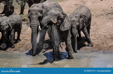 African Elephant at a Watering Hole Stock Photo - Image of hole, trunk: 42834776