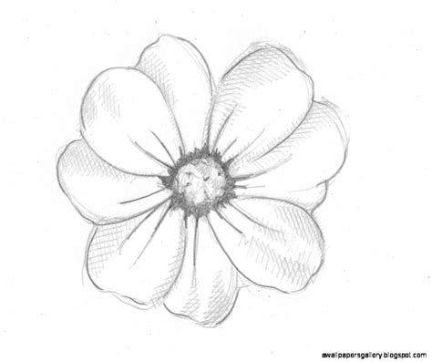 Cute Flower Drawings In Pencil | Wallpapers Gallery