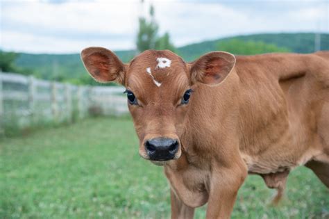 Two Baby Cows Rescued From the Dairy Industry Form Friendship at Farm ...