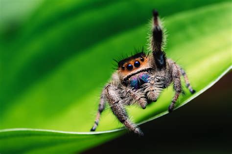 Jumping Spider Paddle Battle | Montana Public Radio