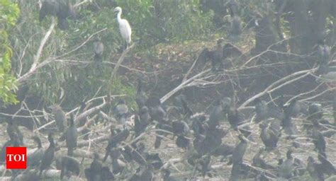 Over 7,000 migratory birds colonise Otteri lake in Chennai’s Vandalur zoo | Chennai News - Times ...