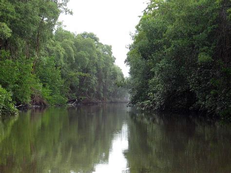 Caroni Swamp and Bird Sanctuary: Destination Trinidad and Tobago ...