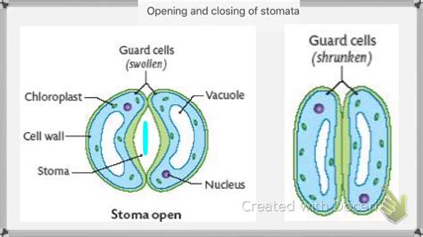 stomata opening and closing - YouTube