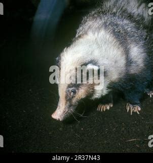 HOG BADGER Arctonyx collaris Stock Photo - Alamy