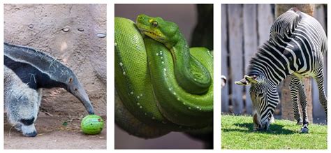 The Reid Park Zoo in Tucson - Tucson Arizona - LocalWiki