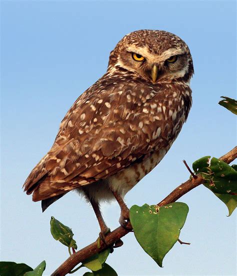 Burrowing owl - Wikipedia | Burrowing owl, Owl, Owl photos