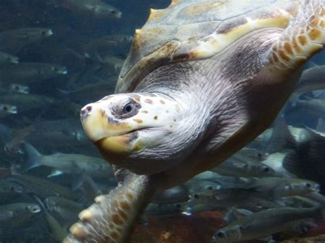 Turtle Swimming Sideways Free Stock Photo - Public Domain Pictures