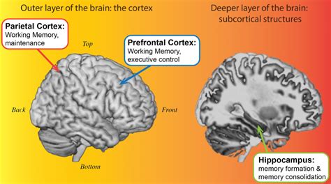 IBE — Science of learning portal — Forming and consolidating ...