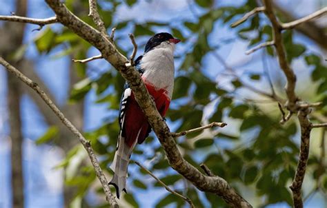 Birding Cuba, or Observación de aves en Cuba - 10,000 Birds