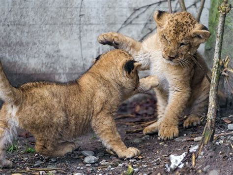 Cubs playing again | One more scene with the cubs playing to… | Flickr