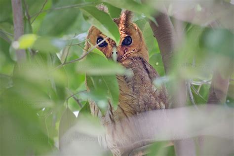 Jamaican Owl Pictures and Photos - Photography - Bird | Wildlife | Nature - Christopher Taylor