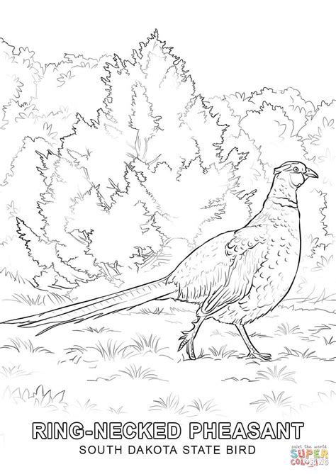 √ Nebraska State Bird Coloring Page : State Birds Coloring Pages Free ...