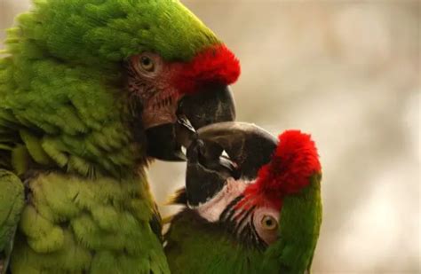 Macaw - Description, Habitat, Image, Diet, and Interesting Facts