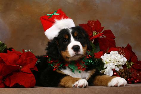 Dog Merry Christmas Wallpapers - Wallpaper Cave