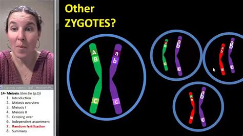 Meiosis 7- Random fertilization - YouTube