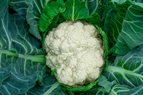 How to Grow and Care for Cauliflower