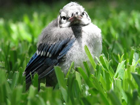 Free photo: Baby Blue Jay - Animal, Baby, Bird - Free Download - Jooinn