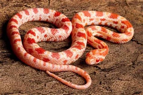 Albino Corn Snakes-Costs, Facts, Size and Morphs – Family Life Share