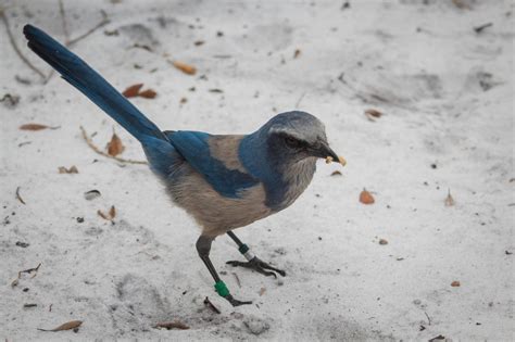 Florida Scrub-Jay Translocation | Brevard Zoo Conservation Programs