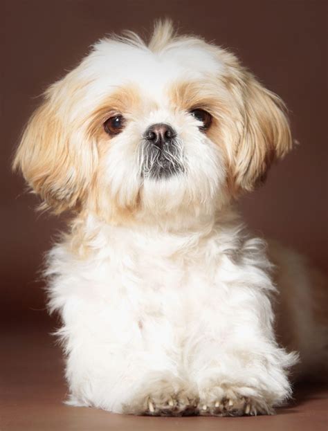 Shih Tzu Names - Adorable To Awesome Ideas For Naming Your Puppy