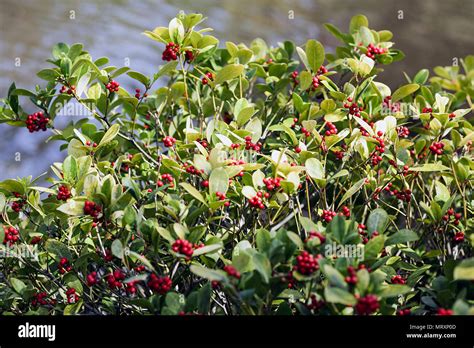 Dingle berries hi-res stock photography and images - Alamy