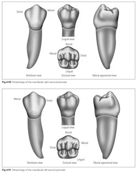 Mandibular premolars - Dental Technology: How-To, Tips | Anatomía ...