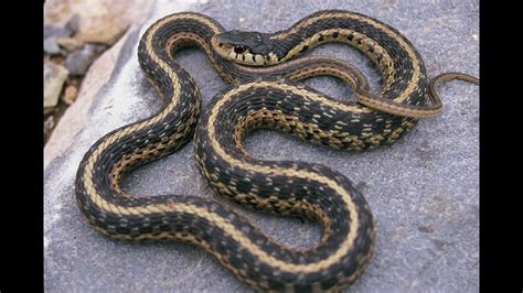 Everything you need to know about Florida snakes | firstcoastnews.com