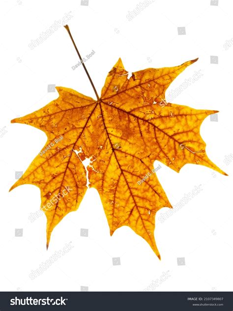 4,823 Sugar Maple Fall Images, Stock Photos & Vectors | Shutterstock