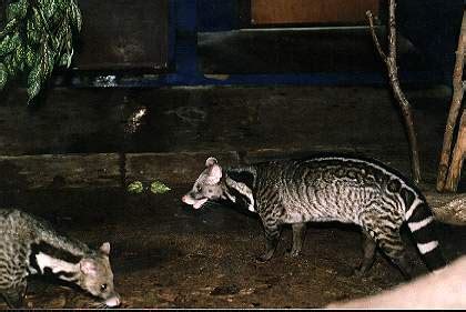 Save Wild Save You: Malabar large civet