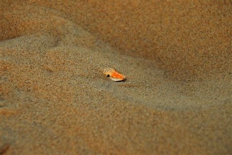 Just Keep Swimming, Swimming Sandfish | Featured Creature