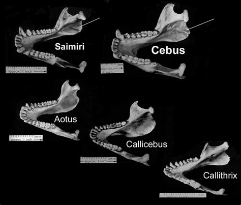 Platyrrhini Evolution, mandible - a photo on Flickriver