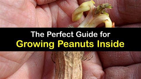 Growing Peanuts Inside - Incredible Tricks for Planting Peanuts Indoors