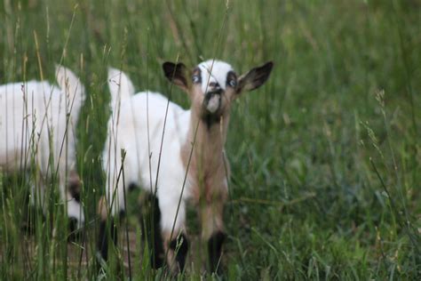 Miniature Silky Fainting Goats — Reed Creek LakeFarm