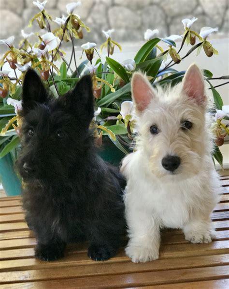 Lovely twins! Scotties babies! | Scottish terrier puppy, Scottie puppies, Scottie dog