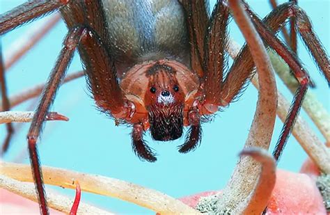 Brown Recluse - Description, Habitat, Image, Diet, and Interesting Facts