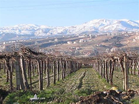 Lebanon Photos - Page 81 - Bekaa Valley and Wine Making In Lebanon