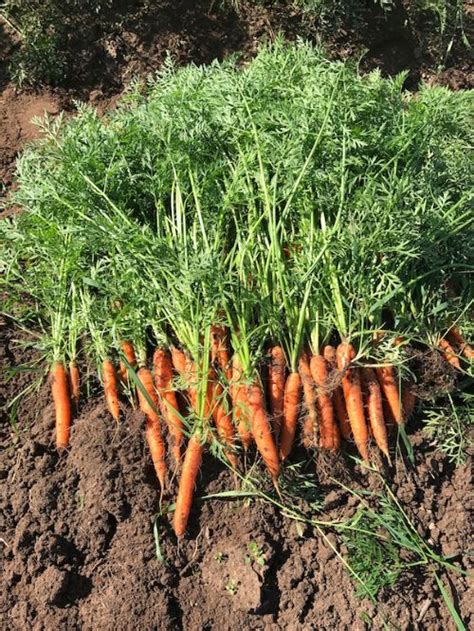 Carrot Yield Per Acre - Vegetable