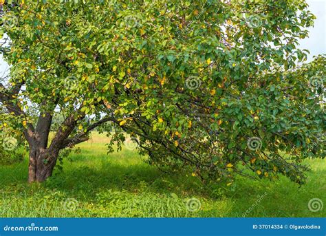 Old Apple Tree in the Garden Stock Photo - Image of foliage, garden: 37014334