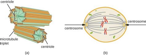 Henry's Home: What Role Do Centrioles Play in Cell Division