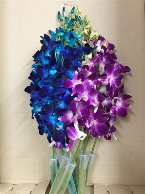 Blue Dyed Dendrobium Orchid with Purple Dendrobium Orchid *** Visit the ...