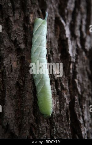 Pupa of a Tomato Hornworm Moth or Five-Spotted Hawkmoth (Manduca quinquemaculata) Eastern USA ...