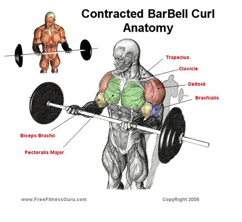 FreeFitnessGuru - Contracted Barbell Curl Anatomy